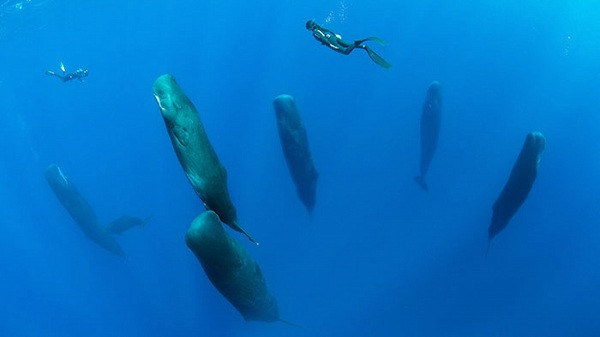 Cá nhà táng gần như không ngủ nhưng một khi đã nghỉ ngơi thì tư thế ngủ của chúng sẽ kỳ dị như thế này. Cả đàn cá ngủ đứng và không hề thở hay di chuyển trong khi ngủ.