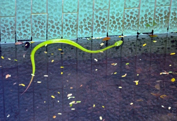 Tại trại rắn Đồng Tâm, hàng trăm rắn lục đuôi đỏ đang được nuôi dưỡng để sản xuất huyết thanh và làm thức ăn cho rắn hổ mang chúa.