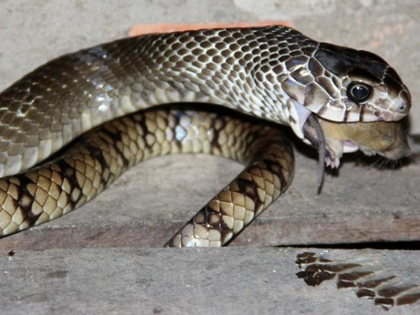 Loài rắn này cực kỳ hung dữ và dễ bị kích động, tấn công cả con người lẫn các loài động vật lớn.