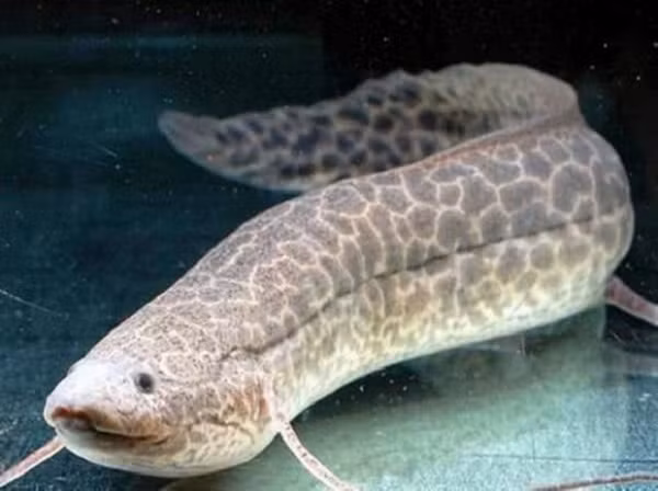 Loài cá này hoàn toàn có thể bị...chết đuối nếu ở trong nước quá lâu mà không được lên cạn.