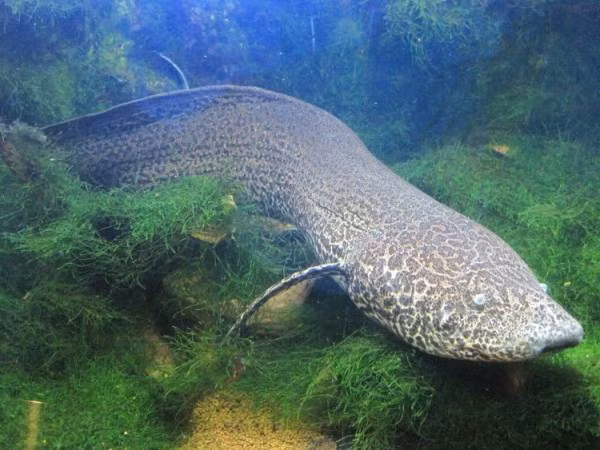 Tuy nhiên, ưu điểm này cũng chính là nhược điểm của cá phổi.