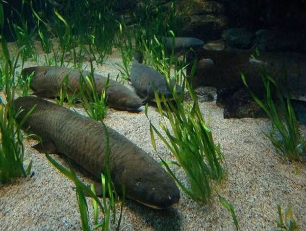 Khi mùa khô đến, những con cá này tích trữ rất nhiều nước trong phổi. Đến mùa thu, khi những giọt mưa đem đến những dòng nước mát, cá phổi sẽ thức tỉnh và tiếp tục cuộc sống của mình như bình thường.