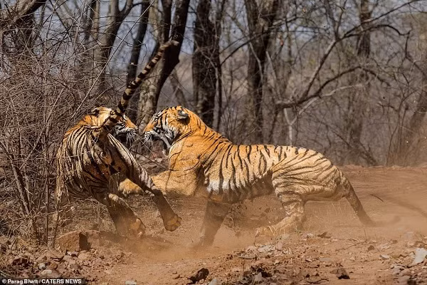Vì lãnh thổ và quyền thống trị, tình thân đã không còn trong cuộc đụng độ này. Cuối cùng, hổ mẹ chịu thua con của mình và rút đi trong êm đẹp.