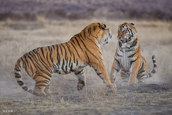 Tuy nhiên cuộc chiến giữa hai mẹ con hổ đến mức cốt nhục tương tàn như trên lại khá hiếm.