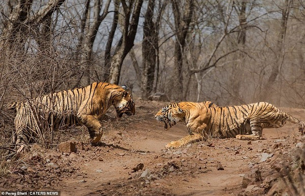 Thay vì hình ảnh hổ mẹ âu yếm chăm sóc hổ con thường thấy, nhiếp ảnh gia lần này thực sự bị mê hoặc bởi cảnh tượng hỗn chiến kỳ lạ. Hổ con muốn độc lập, giành quyền thống trị và lãnh thổ, tách riêng khỏi mẹ, trong khi hổ mẹ cũng chẳng vừa khi muốn giữ lại phần lãnh thổ vốn thuộc về mình bấy lâu.