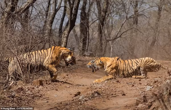 Thay vì hình ảnh hổ mẹ âu yếm chăm sóc hổ con thường thấy, nhiếp ảnh gia lần này thực sự bị mê hoặc bởi cảnh tượng hỗn chiến kỳ lạ. Hổ con muốn độc lập, giành quyền thống trị và lãnh thổ, tách riêng khỏi mẹ, trong khi hổ mẹ cũng chẳng vừa khi muốn giữ lại phần lãnh thổ vốn thuộc về mình bấy lâu.