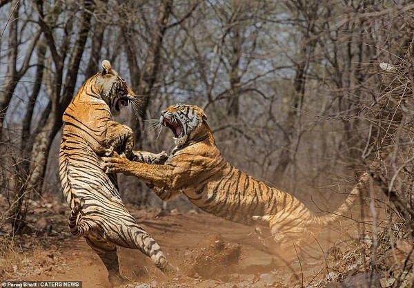 Được mệnh danh là chúa tể sơn lâm và ít khi có kẻ thù trong tự nhiên, hổ còn là động vật có tập tính lãnh thổ rất cao và sẵn sàng chiến đấu để bảo vệ vùng đất của mình bất kể có mối quan hệ thế nào với đối phương. Và màn đánh nhau ''sứt đầu mẻ trán'' của mẹ con hổ tại Ấn Độ này là một minh chứng cho điều đó.