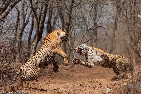 Nhiếp ảnh gia động vật hoang dã Parag Bhatt đã ghi lại được toàn bộ trận chiến khốc liệt giữa hai con hổ cái trưởng thành, thực chất là hổ mẹ và hổ con lao vào tranh giành lãnh thổ, trong công viên Ranthambore, bang Rajasthan, miền tây Ấn Độ.