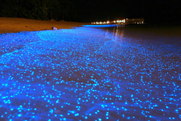 Khách du lịch đến với một số vùng biển như Maldives hay Toyama (Nhật Bản),...đều tỏ ra thích thú khi được chứng kiến nước biển phát sáng xanh. Thực chất, hiện tượng xảy ra do các sinh vật phù du, tảo phát sáng khi bị tác động. Thanh Hóa: “Đám mây tận thế” là chuyện bình thường | VTC1. Nguồn: Youtube