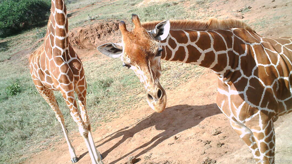 Hươu cao cổ chụp ảnh trong Khu bảo tồn động vật hoang dã Lewa ở Kenya.