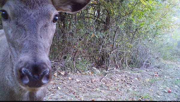 Máy quay bí ẩn ghi lại được cảnh chú nai này tự sướng trước ống kính.