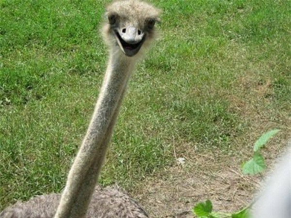 Đà điểu châu Phi cười tươi rói khi thấy máy ảnh.