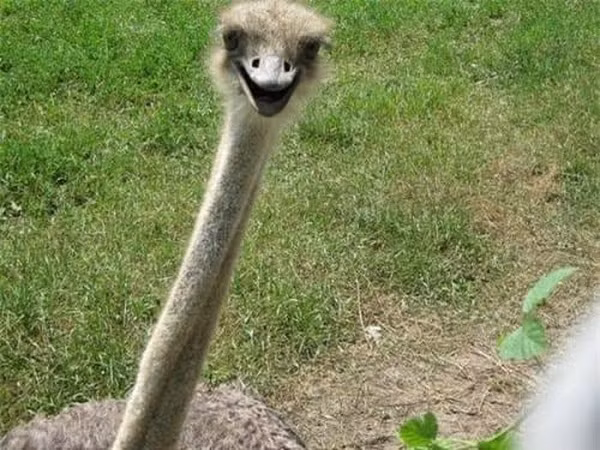 Đà điểu châu Phi cười tươi rói khi thấy máy ảnh.