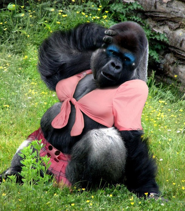 Cô khỉ đột này tạo dáng chụp ảnh như ở studio với trang phục điệu đà và lớp make up ''sương sương''.