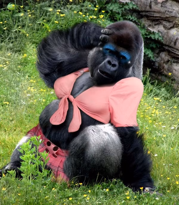 Cô khỉ đột này tạo dáng chụp ảnh như ở studio với trang phục điệu đà và lớp make up ''sương sương''.