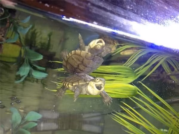 Nụ cười dễ thương của hai chú rùa con khiến con người khi chứng kiến cũng bất giác cười theo.