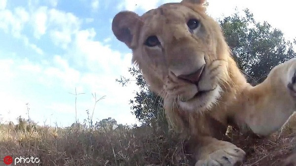 Sư tử cái tò mò tạo dáng selfie trước ống kính, không may bị chụp đúng ''góc chết''.