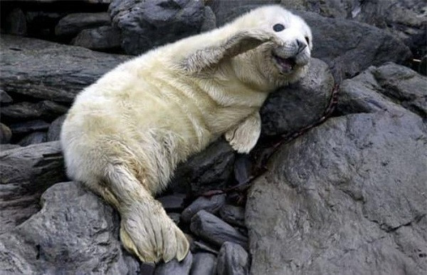 Bức hình chứng minh động vật tạo dáng chụp ảnh còn chuyên nghiệp hơn con người.