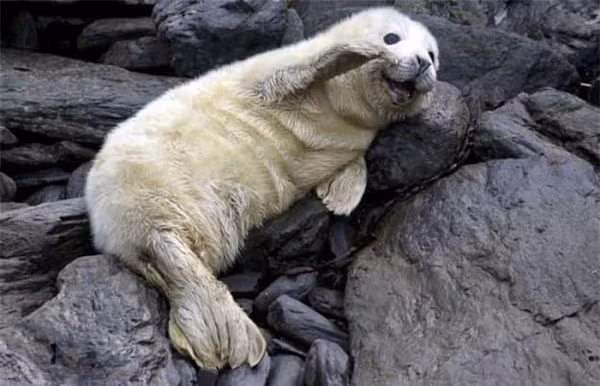 Bức hình chứng minh động vật tạo dáng chụp ảnh còn chuyên nghiệp hơn con người.