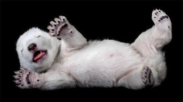 Một chú gấu Bắc cực con dù ngủ mơ màng nhưng vẫn không quên nở một nụ cười hồn nhiên.