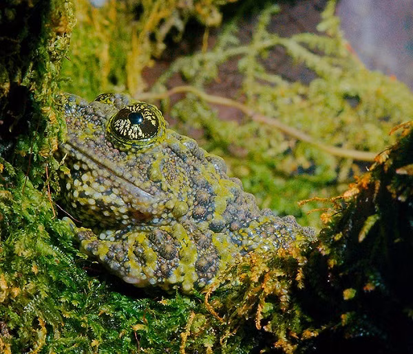 Ếch rêu Việt Nam hay ếch cây sần có kích thước khoảng 6 cm, con cái thường lớn hơn con đực và có thể đạt kích cỡ 8 - 9 cm.