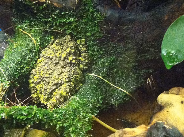 Một con ếch ngụy trang hoàn hảo trên lớp rêu xanh.