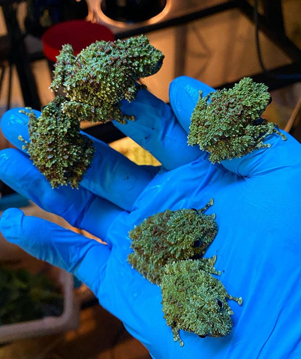 Sở trường ngụy trang hoàn hảo này giúp những con ếch dễ dàng ''hòa mình'' vào môi trường bùn và rêu. Tuy nhiên chính điều này cũng khiến không ít người giật mình khi vô tình bắt gặp.