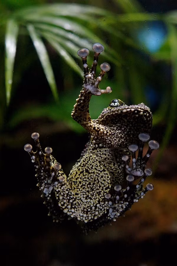 Ngoài lớp da độc đáo, ếch rêu Việt Nam còn có đặc điểm nhận biết là những bàn chân hệt như những miếng dính lớn, giúp chúng dễ dàng di chuyển trong môi trường ẳm ướt.