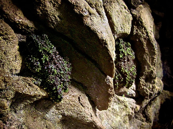 Tuy nhiên ở Việt Nam ếch rêu lại nằm trong danh sách những loài động vật nguy cấp cần được bảo vệ trong tự nhiên.