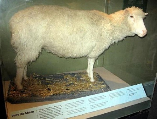 Dẫu vậy, Dolly vẫn là một trong số những con vật có công ''giải cứu thế giới'', là kỳ tích của nhân loại. Chú cừu này mất vào năm 2003 do quá già yếu.