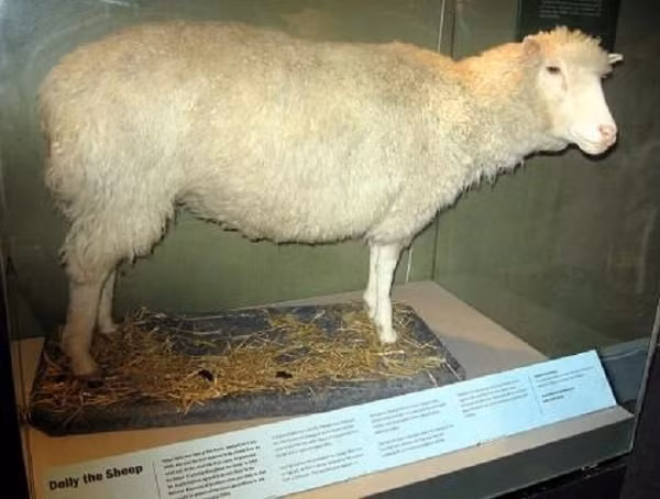 Dẫu vậy, Dolly vẫn là một trong số những con vật có công ''giải cứu thế giới'', là kỳ tích của nhân loại. Chú cừu này mất vào năm 2003 do quá già yếu.