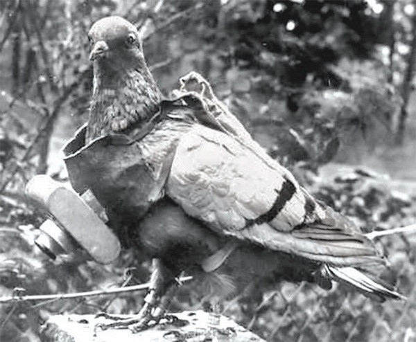 Trong Thế chiến I, chú chim bồ cầu Cher Ami từng được phong làm ''anh hùng'' của Đoàn lính thông tin Mỹ tham chiến tại Pháp. Ít ai có thể tin rằng, một con vật nhỏ bé thế này lại có đóng góp lớn lao làm xoay chuyển thời cục bấy giờ.