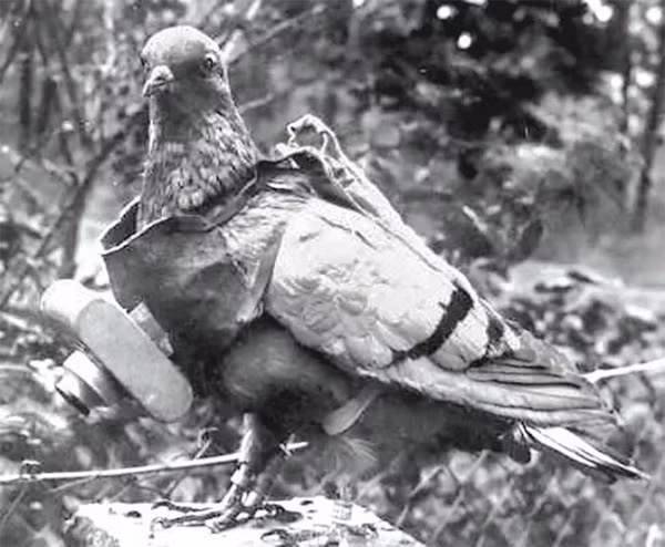 Trong Thế chiến I, chú chim bồ cầu Cher Ami từng được phong làm ''anh hùng'' của Đoàn lính thông tin Mỹ tham chiến tại Pháp. Ít ai có thể tin rằng, một con vật nhỏ bé thế này lại có đóng góp lớn lao làm xoay chuyển thời cục bấy giờ.