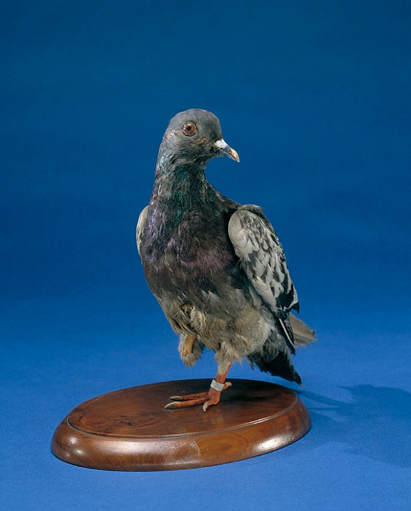 Được xem như con vật ''giải cứu thế giới'', sau đó Cher Ami đã được phong làm người hùng của Sư đoàn Bộ binh 77. Nó cũng trở thành linh vật của Bộ Y tế và Dịch vụ Nhân sinh Mỹ cho tới khi qua đời vào ngày 13/6/1919.