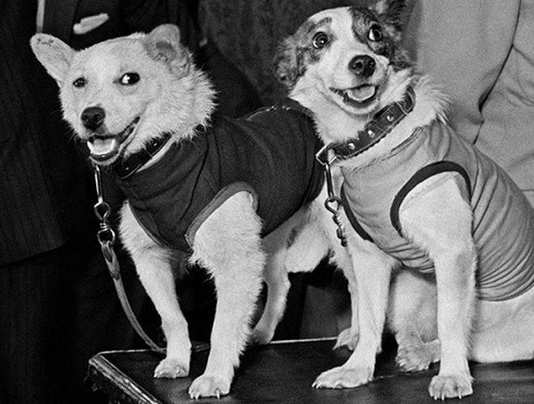 Chỉ 3 năm sau, ngày 19/8/1960, cặp chó Strelka và Belka đã trở thành sinh vật sống tiếp theo trên con tàu Sputnik 5 bay vào vũ trụ và an toàn trở về. Chính chuyến thám hiểm không gian của những chú chó này đã tạo tiền đề cho chuyến bay vào vũ trụ lịch sử của Yuri Gagarin vào năm 1961.