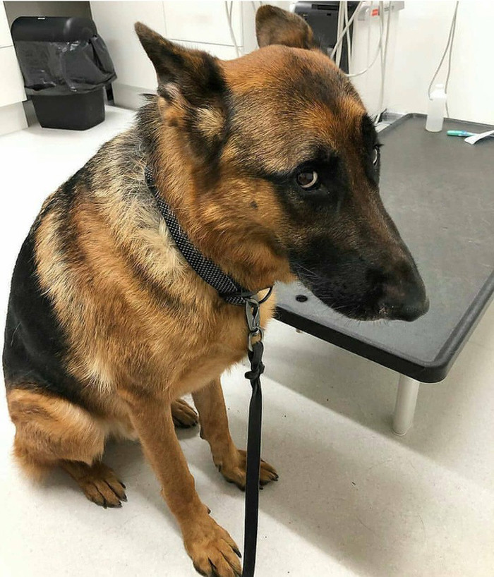 Ánh mắt hờn dỗi của chú chó khi biết mình phải đi gặp nha sĩ.