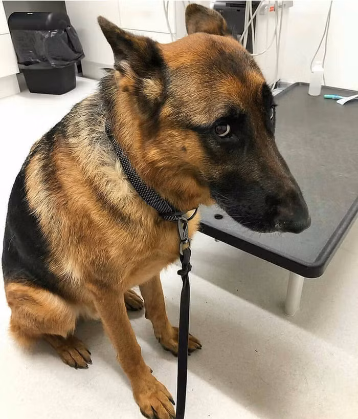 Ánh mắt hờn dỗi của chú chó khi biết mình phải đi gặp nha sĩ.