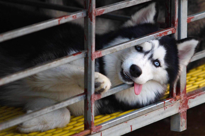 Cả ánh mắt lẫn biểu cảm đều toát lên vẻ chọc cười.