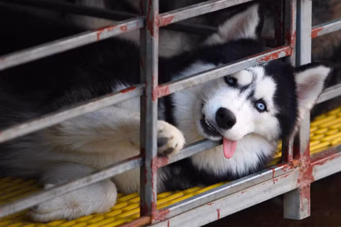 Cả ánh mắt lẫn biểu cảm đều toát lên vẻ chọc cười.