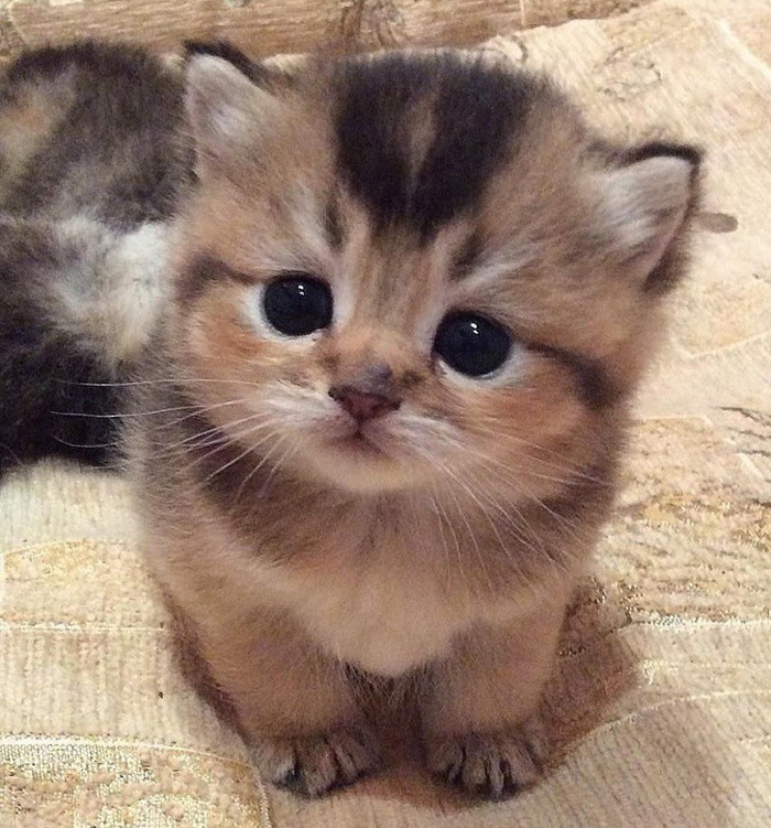 Ánh mắt biết ơn của chú mèo con dành cho người vừa cứu mình.