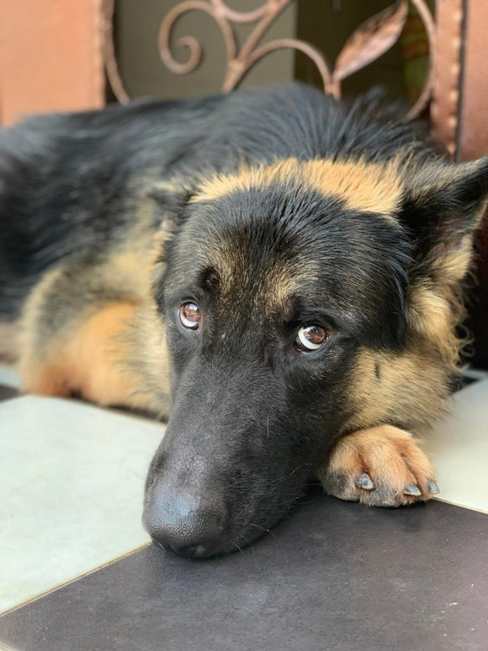 "Cách chú chó nhìn tôi mỗi lần tôi bảo đến lúc phải đi tắm".