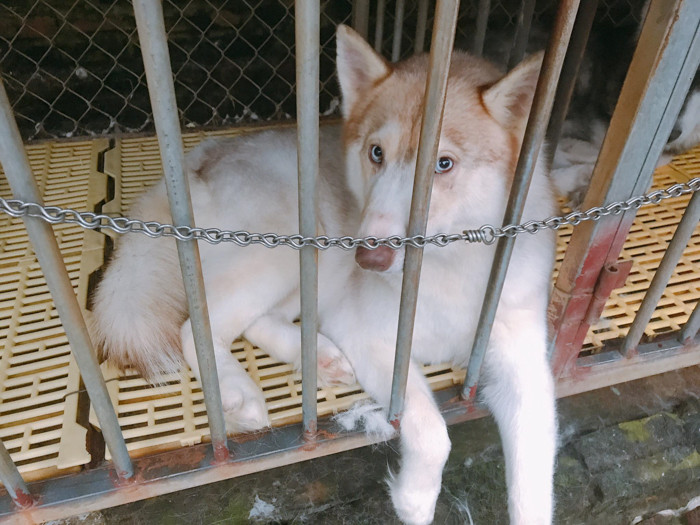 "Cho em ra ngoài chơi đi, em hứa sẽ ngoan"