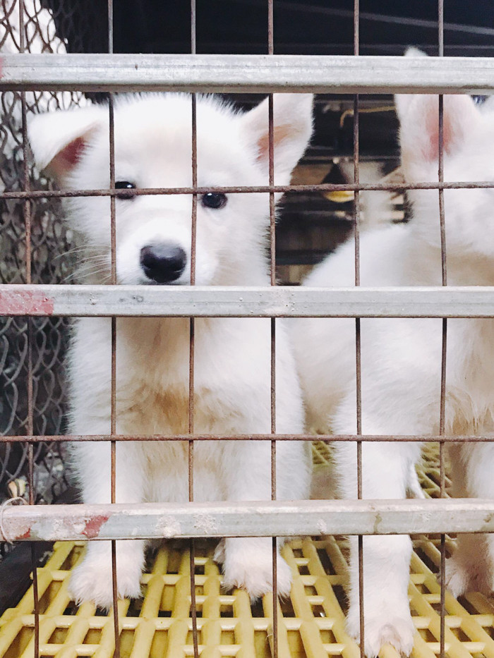 Ánh mắt ngây thơ vô số tội sau khi phá phách.