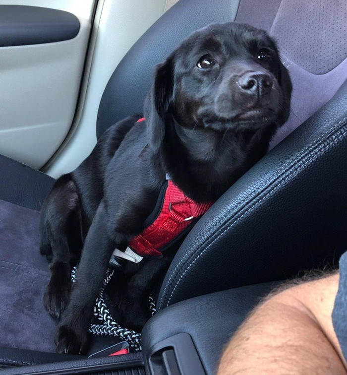 Tucker là một chú chó đáng yêu và tốt bụng. Ánh mắt của nó nói lên điều đó.