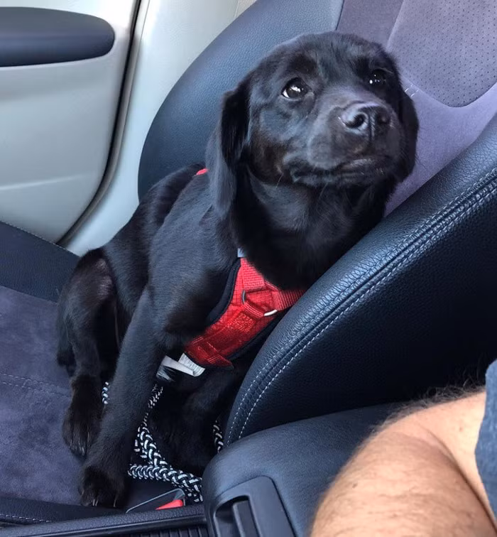 Tucker là một chú chó đáng yêu và tốt bụng. Ánh mắt của nó nói lên điều đó.