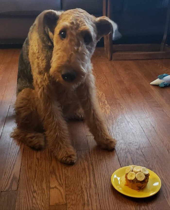 Ngày sinh nhật của chú chó Otis, nó không thể tin rằng mình được có riêng một chiếc bánh.