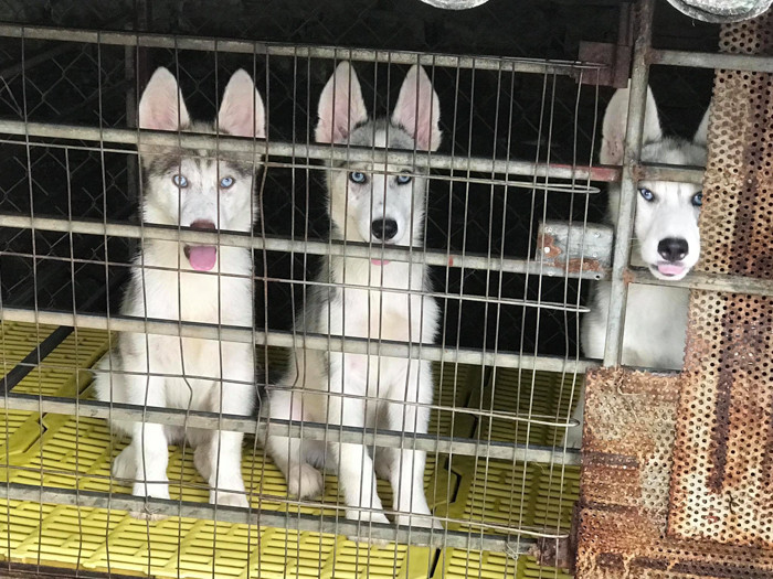 Những đôi mắt đầy cảm xúc khi biết chuẩn bị được cho ăn.