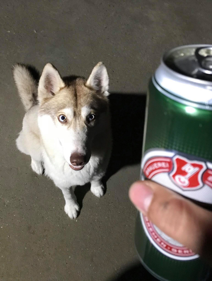 Cô cún với đoi mắt tròn xoe, sáng rực đòi được uống bia.