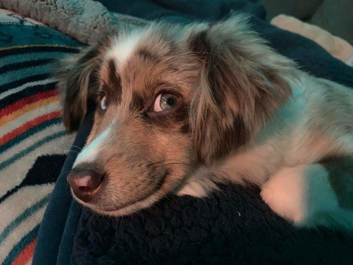 Ánh mắt và biểu cảm lém lỉnh.