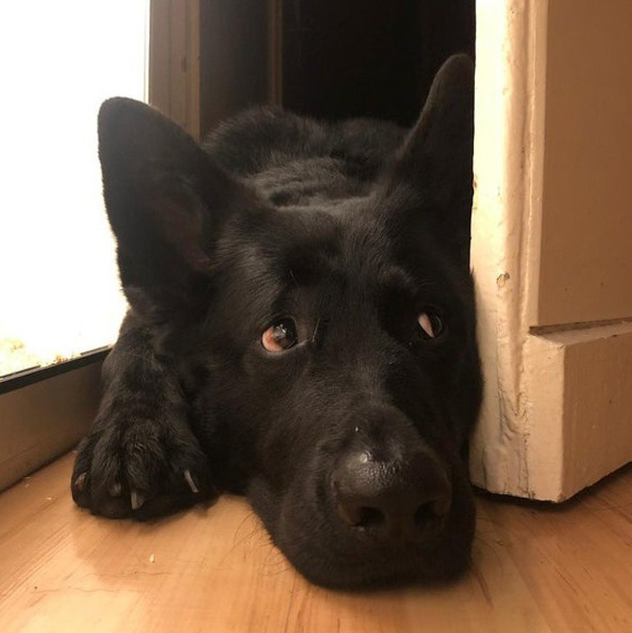 Ánh mắt chú chó nhìn vào căn phòng mình không được bước chân vào.